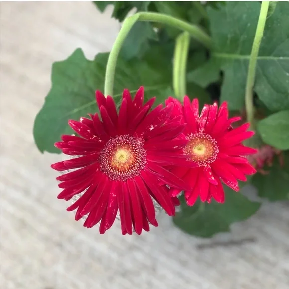 🦋 4/1 🌹 Mother Nature 🌬️ POP UP SHOW 🌺 Low Starts 🛍 Part 2 - Picture 3 of 8